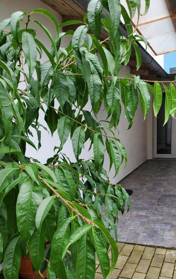 Apartman Stary Liskovec Apartment Brno Bagian luar foto